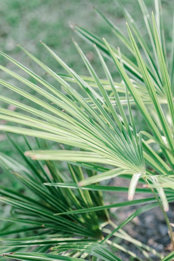 Georgia Palms & Gardens Panzió Powder Springs Kültér fotó